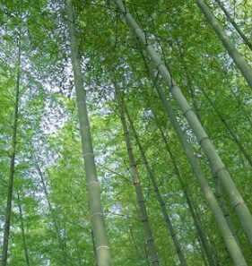 【アグリビジネス創出フェア2023】竹のバイオリファイナリー技術による食品、農業への利用
