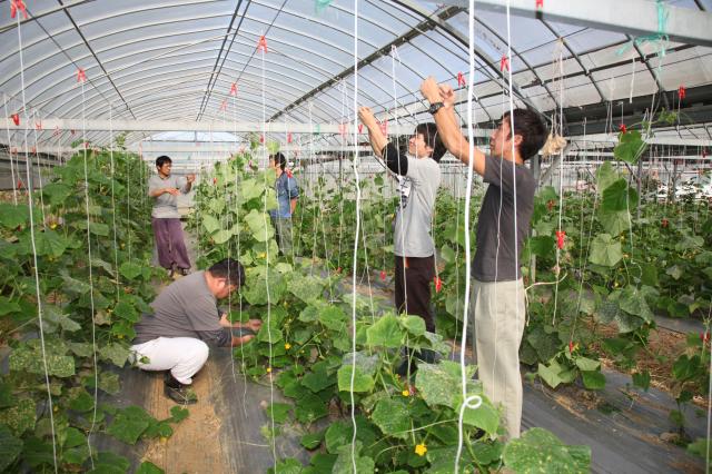 大阪のベンチャー企業が「就農支援サイト」開設　都心の若者向け3週間の「農業インターン」第2期決定！