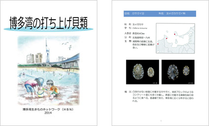 ポケット図鑑『博多湾の打ち上げ貝類』が完成、福岡県と福岡市に寄贈