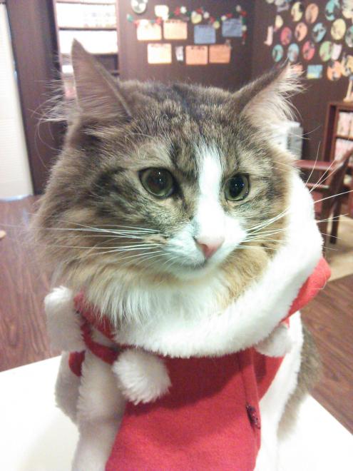 秋葉原の猫カフェNyanny クリスマス仮装イベント2016