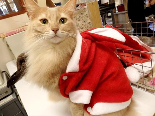 神戸元町の猫カフェ Nyanny クリスマス仮装イベント2016