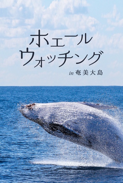 ホエールウォッチング in 奄美大島 ～秘境のリゾートでクジラに遭遇体験～