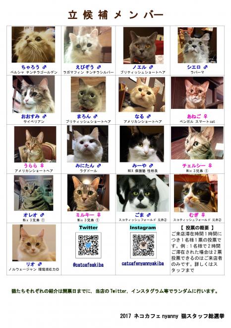 猫カフェ初夏の総選挙開幕！【 猫カフェ cat cafe nyanny 秋葉原店 】