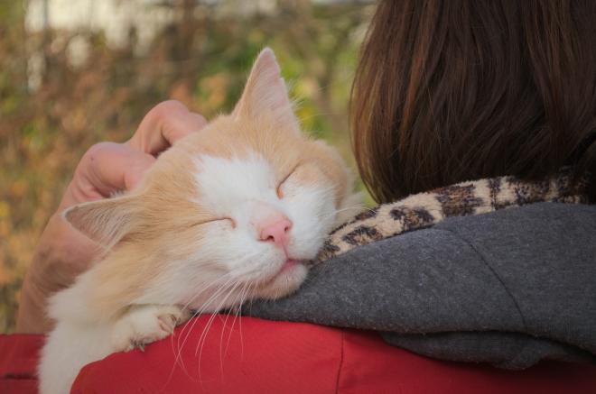 現役獣医師から学べるセミナーの新企画「獣医師から学ぶ猫の健康管理」開催します