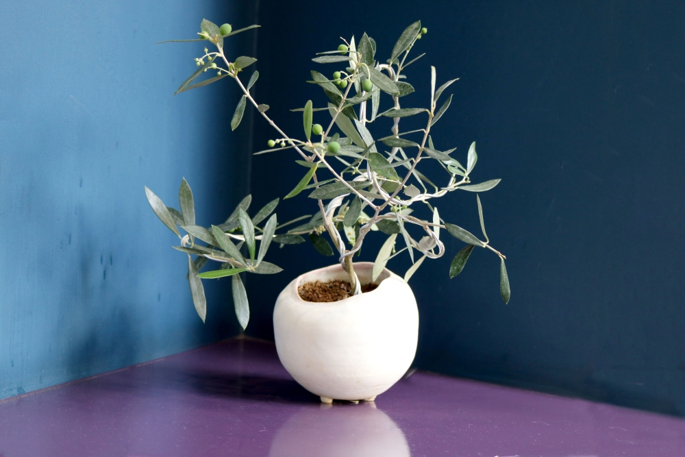 実付き盆栽オリーブoliveious Table Olive FCシステム
