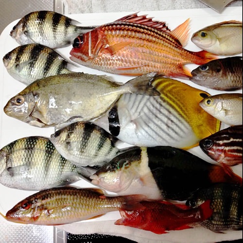 那覇港で釣れた「雑魚」たち。本土では見られないような鮮やかな魚にびっくり