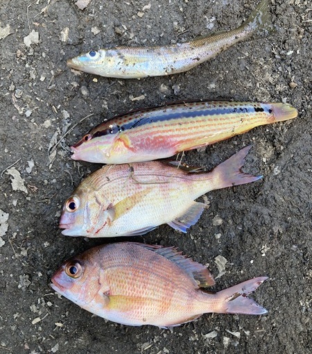 日向湖で食いついてきた魚たち。下の二匹が笹漬けでお馴染みのチャリコ
