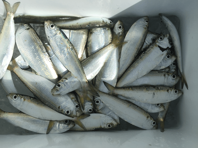 瞬く間にいっぱいになったサッパ。瀬戸内では“ママカリ”と呼ばれ、酢漬けは岡山の郷土料理である