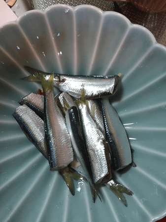 釣りたてのママカリの酢漬け。江戸時代の文献にも美味な魚として数多く登場する