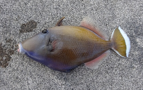 ソウシハギと同じ場所で釣り上げた「ツマジロモンガラ」。いかにも熱帯の魚らしい色合いは水族館でもおなじみだが、身は引き締まって刺身でも煮付けでも美味しい。