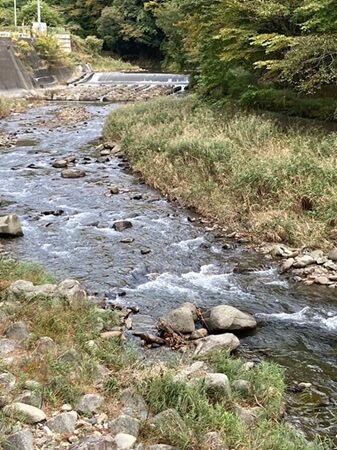 東京・奥多摩湖にそそぐ小菅川の中流域。山梨県北部の渓流だが、大イワナの居場所は秘密