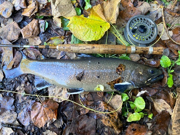 40センチに迫る巨体、フライのロッドと比べるとその大きさがよく分かる