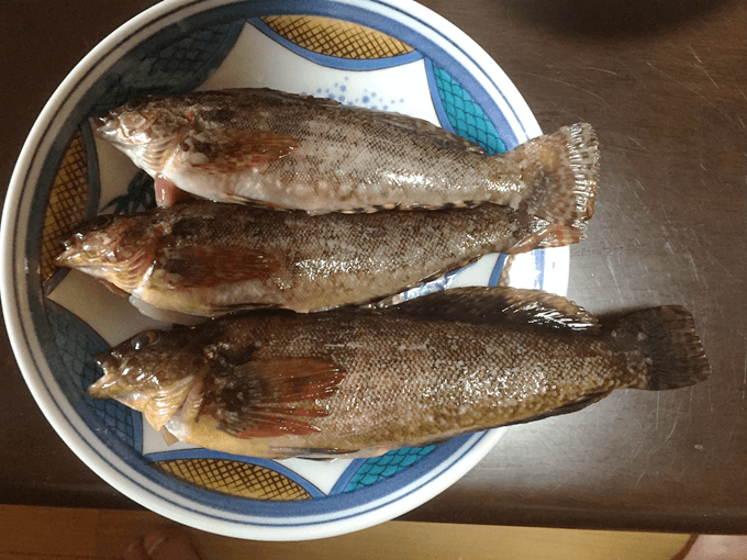 立て続けに釣れたアイナメ。冬の味覚を代表する“高級魚”だ