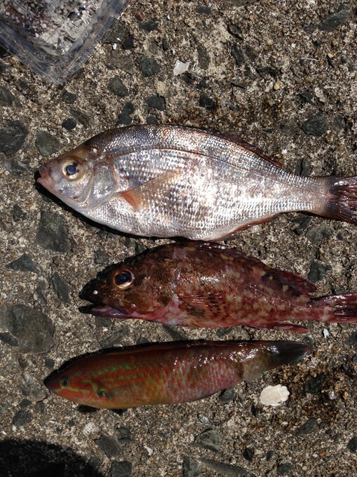 やっと釣れた“本命”のカサゴ（中央）ウミタナゴ（上）やベラ（下）とともに唐揚げで味わった