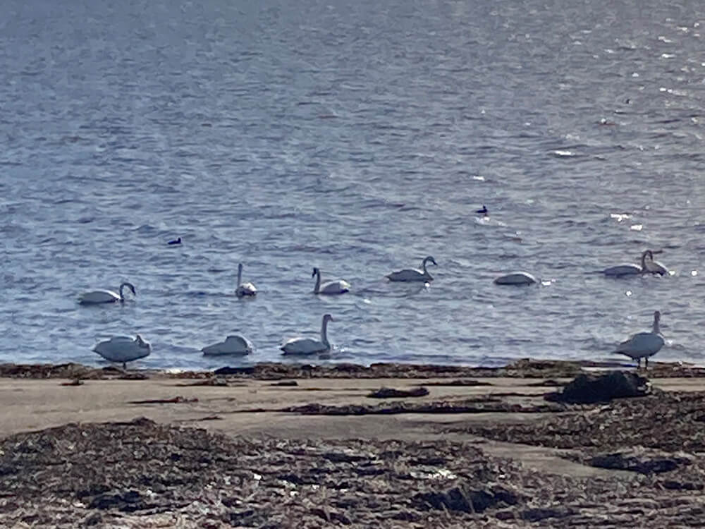 シベリアから到来したオオハクチョウの群れ