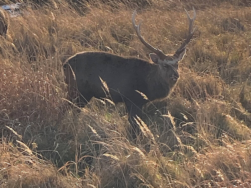 車の横で草を食み始めたエゾシカ