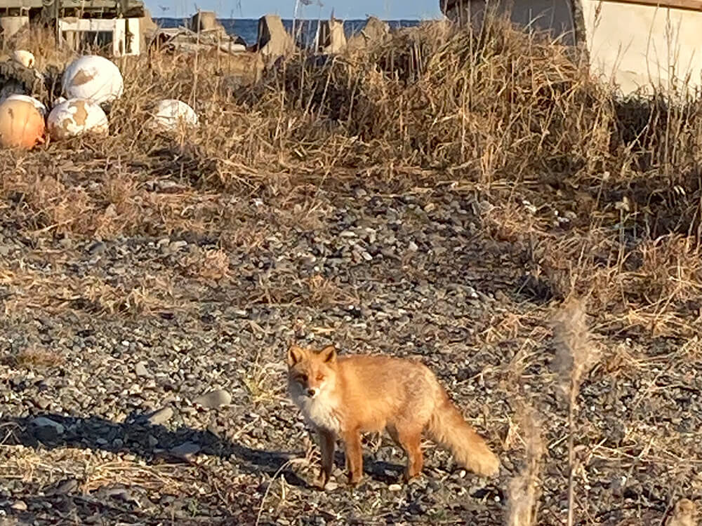 キタキツネがこちらをじっと見詰めている