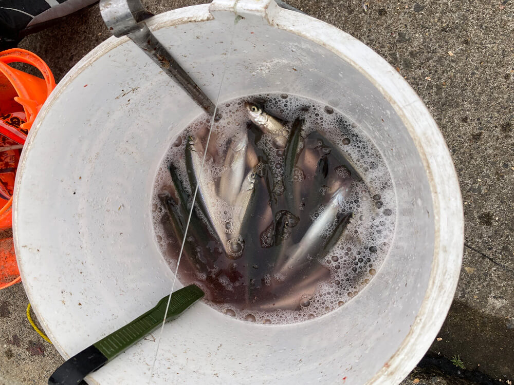 バケツ一杯のチカ。酒の肴には十分だ