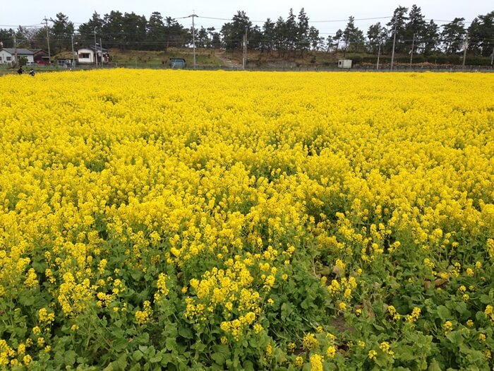 車の窓を埋め尽くすような菜の花。釣り場に向かいながら心も弾む