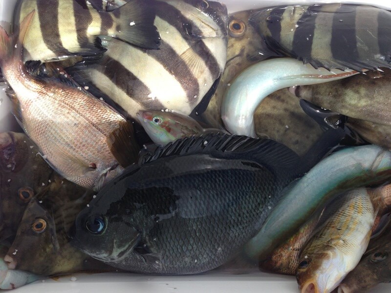 クーラーボックスがサンバソウ（左側の縞模様の魚）やメジナ（右側）、小鯛で溢れている