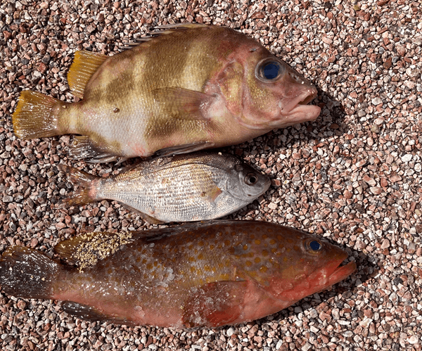 釣り上げた獲物。エサ取り専門のウミタナゴを真ん中に上が地元名ムクダイそして下が高級魚キジハタ（アコウ）