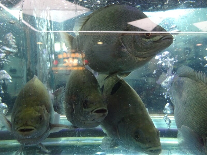 水槽内のティラピア。ベトナムでは大量に養殖され重要な水産資源となっている