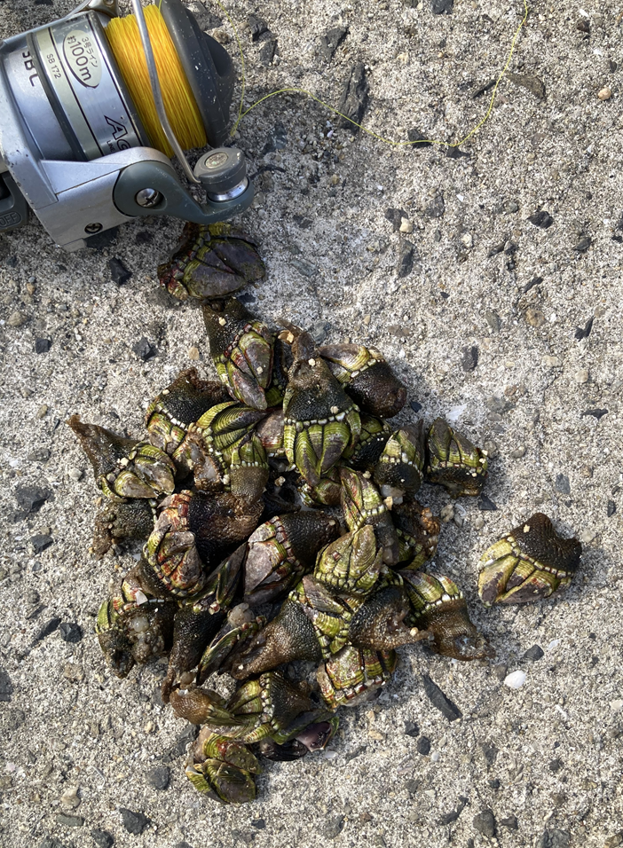 岩場で採ったカメノテ。確かに亀の手足に似ている