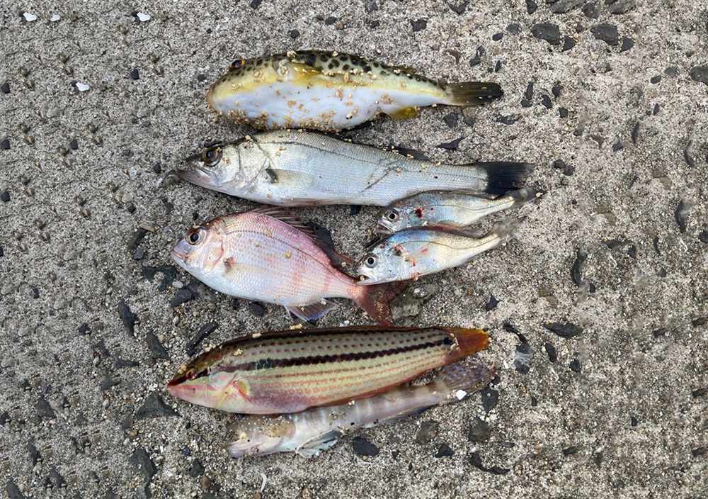 この日釣れた雑魚だち。一番上のフグは元気に海に帰った