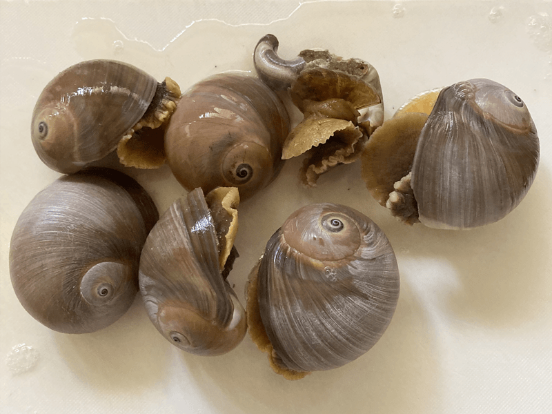 アサリやハマグリの貝殻に穴をあけて食べてしまうツメタガイ。典型的な“害貝”だ。