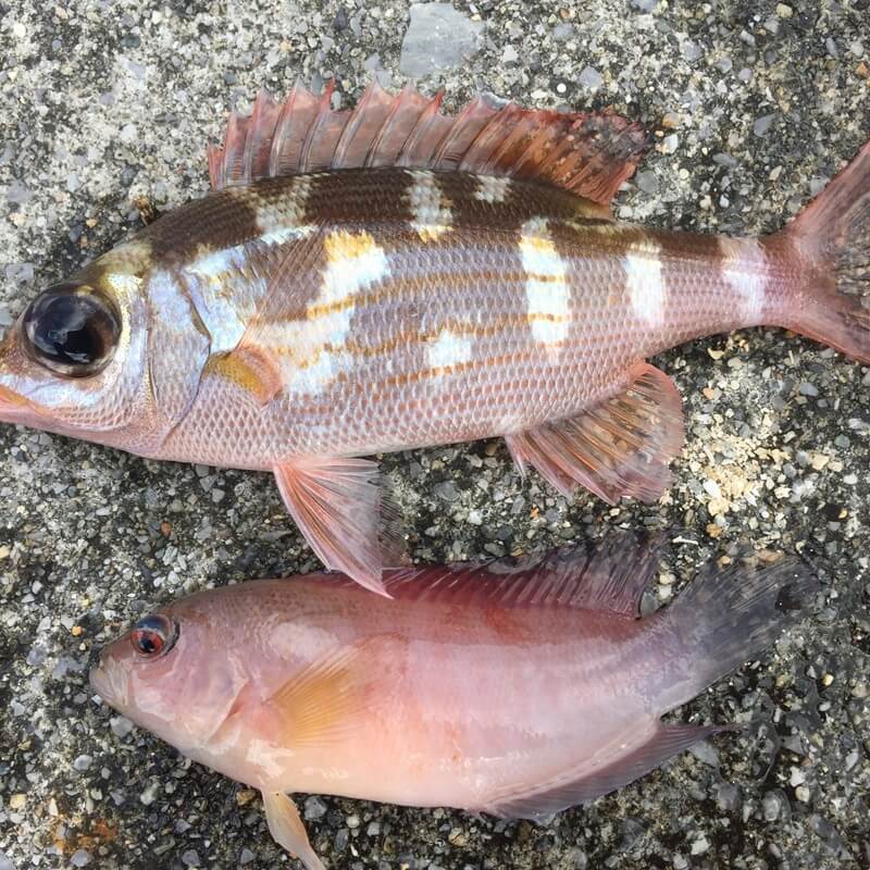 ハリセンボンのあとに掛かった熱帯の雑魚。これも案外、美味しかった