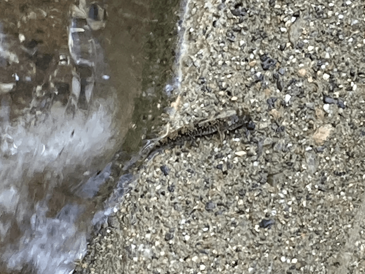 岩場に張り付いたトビハゼ。飛び出た目に愛嬌がある