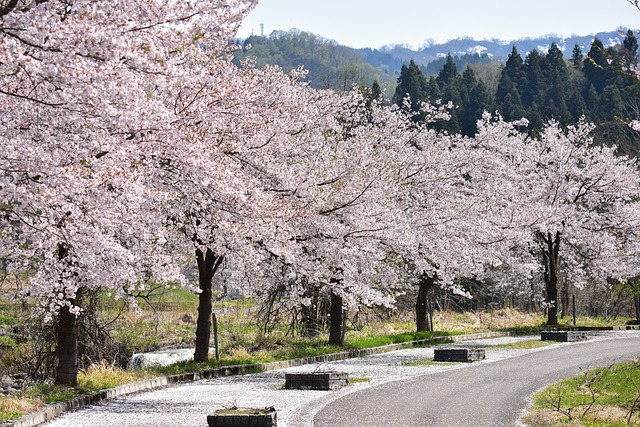 ”桜の便り”が待ち遠しいこのごろ