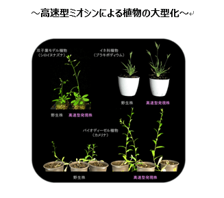 【植物の生産性向上】革新的な植物増産・制御技術：原形質流動の人工制御