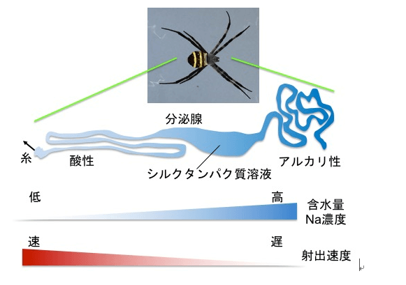 【大学のオモシロ研究】 クモやカイコが作り出すシルクから学ぶ
