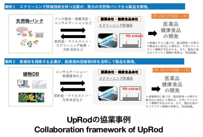 熊本大学の「有用植物×創薬システムインテグレーション拠点推進事業（UpRod）」