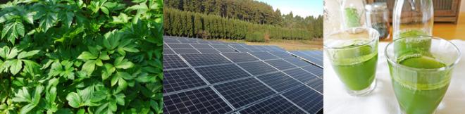 太陽光発電下の明日葉栽培：南九州明日葉農場を1区画2500万円にて分譲販売