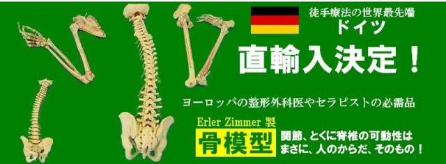 徒手療法の先端であるドイツ生まれの骨模型。ドイツ直輸入決定！