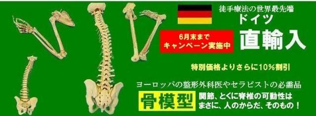 徒手療法の先端であるドイツ生まれの骨模型。最大４０％オフキャンペーン実施中