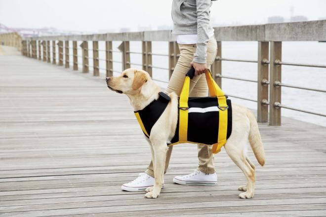 生徒を応援してきたトンボ学生服が、老齢犬も応援！