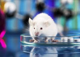 動物モデル市場: 2031年までの世界機会分析と産業予測