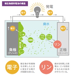 畜産廃水から「発電＋リン回収」に成功 微生物燃料電池が廃水浄化・発電・リン回収の一石三鳥を可能に