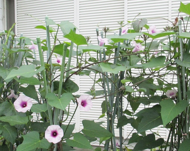 植物環境の良いプランター
