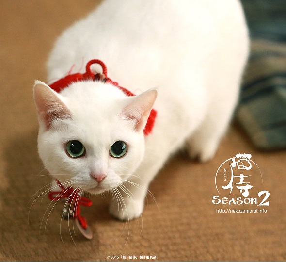 8/23(日)キデイランド原宿店で「猫侍」でブレイク中の『玉之丞(本名・あなご)』との撮影会開催!