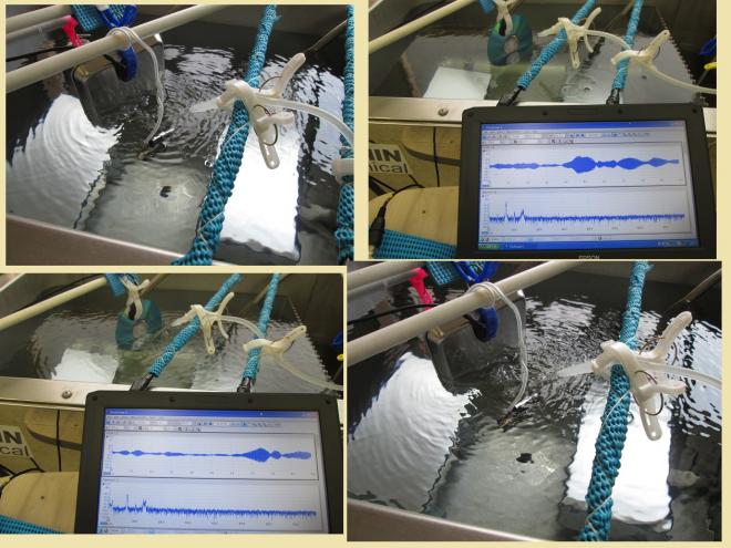 超音波の非線形現象（音響流）をコントロールする技術を開発