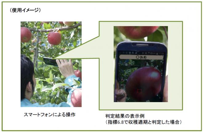 リンゴ生産者向け収穫適期判定アプリを開発