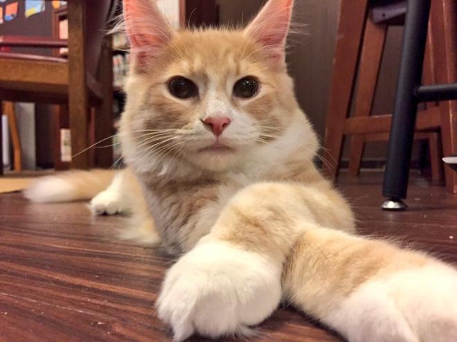 お客様が「猫カフェ」に求めるもの調査結果