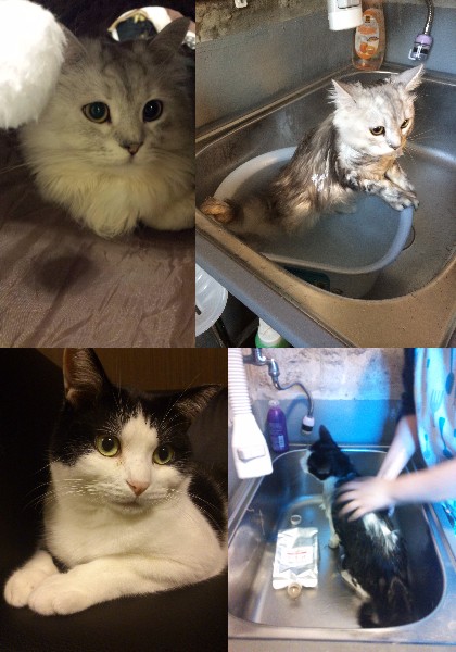 休日に濡れ猫を見てみませんか？ 秋葉原の猫カフェnyanny，猫のシャンプー見学会