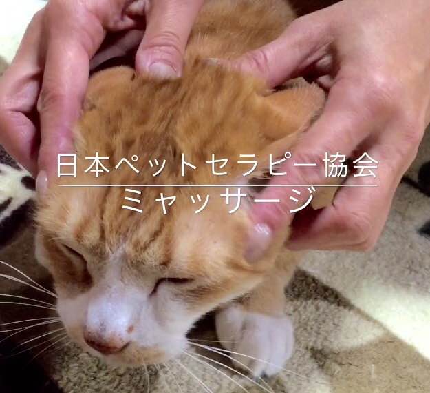 4.11 秋葉原の猫カフェNyanny で「道具を使わないネコちゃんマッサージ」講習会