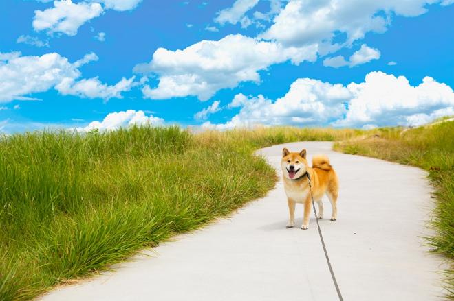 世界一有名な柴犬と撮影！ 「ウェディングフォトwith 柴犬まる」参加カップル募集