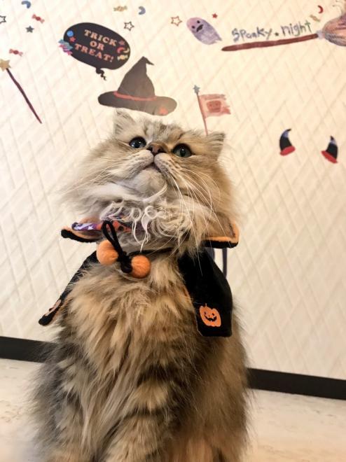 秋葉原猫カフェのハロウィン仮装イベント